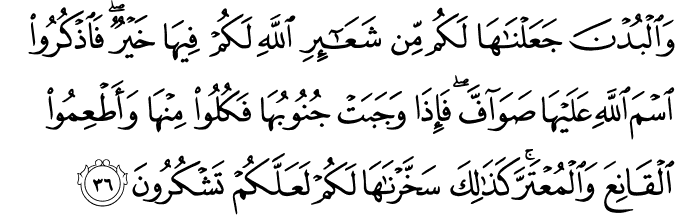 وَالْبُدْنَ جَعَلْنَاهَا لَكُم مِّن شَعَائِرِ اللَّهِ لَكُمْ فِيهَا خَيْرٌ ۖ فَاذْكُرُوا اسْمَ اللَّهِ عَلَيْهَا صَوَافَّ ۖ فَإِذَا وَجَبَتْ جُنُوبُهَا فَكُلُوا مِنْهَا وَأَطْعِمُوا الْقَانِعَ وَالْمُعْتَرَّ ۚ كَذَٰلِكَ سَخَّرْنَاهَا لَكُمْ لَعَلَّكُمْ تَشْكُرُونَ
